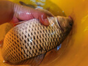 久巖環(huán)保鎢泥鉛快速調漂找底配重鉛墜垂釣魚(yú)配件塢烏污泥鉛皮套裝 環(huán)保鎢泥鉛【8g/盒】 無(wú)規格 曬單實(shí)拍圖