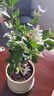 帶花苞筆尖茉莉花盆栽單瓣獨桿濃香型花卉大全陽臺客廳好養(yǎng)活驅(qū)蚊 4年苗【帶花苞】獨桿樹型 曬單實拍圖
