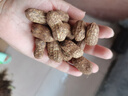 今年新鮮濕花生現挖現發(fā)自種帶泥帶殼生花生農家紅皮四粒紅花生果 1500g 四粒紅精選優(yōu)果噥家現挖A(yíng)級+ 曬單實(shí)拍圖