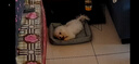 亞禾狗狗磨牙棒零食混合口味小型犬泰迪比熊幼犬狗咬膠潔齒骨270g*3包 曬單實拍圖