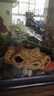 森淵魚缸水族龜缸龜窩魚蝦陶瓷躲避洞造景裝飾品躲避罐蝦窩蝦罐小擺件 47＃躲避洞 曬單實拍圖