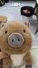 Jellycat斯溫利野豬動(dòng)物毛絨玩偶公仔娃娃安撫玩具2025秋冬新品 棕色 One Size 曬單實(shí)拍圖