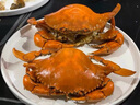 廣東正宗頭手黃油蟹 鮮活特大膏油蟹節(jié)送禮海鮮禮盒 【1只膏油黃油蟹】（5-6兩） 曬單實拍圖