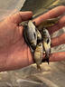 優(yōu)質(zhì)大頭魚花鰱胖頭鰱鳙魚四大家魚漁場直供鮮活發(fā)貨花鰱魚苗 2-4厘米花鰱苗（30條）送20% 曬單實(shí)拍圖