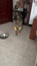 LISM寵物護(hù)膝防臟防灰衣服關(guān)節(jié)保護(hù)套柴犬防磨腿套中小型犬護(hù)肘衣 貝卡足球L（建議體重40-60斤） 曬單實(shí)拍圖