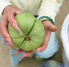 食句良鋪萍鄉(xiāng)本地甜瓜江西頭茬小蜜蜂甜瓜脆甜爽口當(dāng)季新鮮水果甜寶順豐 [5斤]應(yīng)季本地甜瓜【4-6個(gè)】順豐 曬單實(shí)拍圖