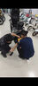 適用25款三陽巡戈40025新款三陽巡弋400改裝豪華靠背CRUISYM400靠 有LOGO款 曬單實(shí)拍圖