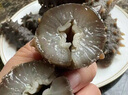 海芝屋淡干海參干貨250g/500g大連底播野生深海遼參淡干海參禮盒 家用8星級 250克簡裝 45-60頭/盒 曬單實拍圖