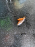 金魚活魚苗冷水紅草金觀賞魚小型淡水好養(yǎng)活魚養(yǎng)殖生態(tài)小魚缸泰獅 【4-7CM】紅草金隨機(jī)5條 曬單實(shí)拍圖