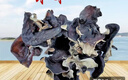 山東白背黑木耳干貨特產(chǎn)精選頭茬木耳山珍干貨火鍋涼拌食材批發(fā) 活動款頭茬【凈重400g】 精選【頭茬】毛木耳 曬單實(shí)拍圖