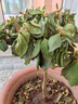 四季開花 西洋杜鵑花苗盆栽室內(nèi)庭院植物紫杜娟花樹映山紅帶花苞 紅杜鵑8年苗（帶花苞） 不帶盆 曬單實(shí)拍圖