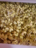 裕明廚豆芽機(jī)商用大型黃豆芽機(jī)全自動(dòng)發(fā)豆芽機(jī)生豆芽機(jī)100斤-1000斤 150型10個(gè)周轉(zhuǎn)框 曬單實(shí)拍圖