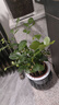 綠有意綠蘿籮發(fā)財樹(shù)綠植盆栽花卉室內吸除甲醛桌面水培懶人植物四季好養 辦公3盆】九里香+清香木+竹柏 曬單實(shí)拍圖