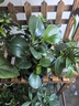 綠有意金鉆盆栽植物水培綠植花卉多肉辦公室內(nèi)去吸除甲醛鉑金鉆綠公主 金鉆20cm3棵(原土盆)+營養(yǎng)液 含盆 曬單實拍圖