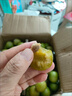 黃六爺半邊紅四川脫骨李子5斤茵紅李當季新鮮水果青紅脆甜空心五月脆李 5斤 20-25g 【小果】頭茬現摘 曬單實(shí)拍圖