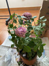 開(kāi)時(shí)果 月季玫瑰花苗帶花苞發(fā)貨 四季開(kāi)花特大花卉綠植物薔薇花陽(yáng)臺盆栽 紫美人【180#帶花苞】 1盆（開(kāi)花 包對版） 曬單實(shí)拍圖