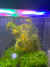 瘋狂水草魚缸水草植物直接入缸魚缸水草入門種植環(huán)蜈蚣草*2 源頭直發(fā)包郵 曬單實(shí)拍圖