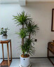 龍血樹客廳大型旺宅綠植龍須樹樹苗盆栽室內(nèi)特大盆景多頭四季植物 大型多頭龍血樹135-155cm-原盆 曬單實(shí)拍圖