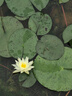 首躍新生兒黃疸照藍(lán)光防藍(lán)光紙尿褲新生兒光療尿不濕照藍(lán)光尿不濕 新生兒防藍(lán)光尿不濕20片裝 曬單實拍圖
