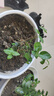 【雅之典】重瓣茉莉花盆栽室內(nèi)觀花植物四季好養(yǎng)帶花苞開花不斷綠植 茉莉花10-12【2盆】 好養(yǎng)活 曬單實(shí)拍圖