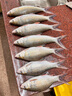 光威（GW）光威（GW） 光威速龍投二代海釣竿超硬調(diào)釣魚桿拋投魚竿海竿 3.6m 曬單實拍圖