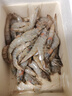 蝦有蝦途青島大蝦 超大號青蝦鮮蝦海蝦基圍蝦鮮冷凍生鮮水凍特大15-17cm 15-17厘米整箱 3斤(凈重)  【近期新貨】 曬單實拍圖