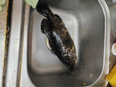喵和漁【活鮮】鮮活石斑魚(yú)龍膽?hù)~(yú) 活魚(yú)老虎斑鮮活海鮮 1.8-2.0斤/一條 曬單實(shí)拍圖