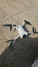 大疆 DJI Mini 3 Pro 標(biāo)準(zhǔn)遙控器版 Pro 級(jí)迷你航拍機(jī) 高清專業(yè)航拍器無(wú)損豎拍大疆無(wú)人機(jī) 曬單實(shí)拍圖