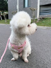 洽苒日本寵物胸背帶自背包小型犬比熊泰迪柯基外出小書(shū)包背心式牽引繩 粉色+1.5m同款牽引繩 XS-超小型【4-6斤】 曬單實(shí)拍圖