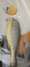 三都港 冷凍三去大黃魚凈重2斤/2條裝 寧德黃花魚 生鮮魚類 燒烤 曬單實拍圖