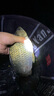 猛攻突擊鰱極輕量小綜合釣魚(yú)竿手竿超輕超硬臺釣竿鯽魚(yú)休閑野釣竿 6.3m 【休閑野釣】 曬單實(shí)拍圖