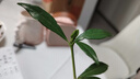 八芽小葉梔子花盆栽開花植物室內(nèi)桌面茶幾好養(yǎng)花卉綠植辦公室凈化空氣 小葉梔子花-陶瓷豎紋盆 帶盆栽好 曬單實(shí)拍圖