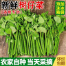 樹(shù)仔菜新鮮潮汕菜五指山野菜當季天綠涼拌菜酒樓食材特色蔬菜包郵 500g 曬單實(shí)拍圖