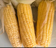 當(dāng)季新鮮黃金水果甜玉米現(xiàn)摘黃色玉米榨汁即食爆漿帶皮玉米棒蔬菜 帶箱9斤大果【單根250-400g】 曬單實拍圖