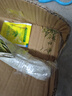 重瓣混色太陽花苗帶根盆栽苗四季開花陽臺大花植物帶花苞室內(nèi)庭院 混色重瓣帶根：【16顆】可開6-15色+花肥 曬單實拍圖