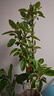 花財(cái)主大型綠植各種大型盆栽發(fā)財(cái)樹(shù)金錢(qián)樹(shù)榕樹(shù)流泉楓辦公室內(nèi)盆景好養(yǎng)活 S級(jí)黃金榕1.6-1.8m【聚寶盆】 曬單實(shí)拍圖