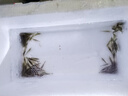 逸樂(lè )寵黑殼蝦草缸清潔蝦烏龜龍魚(yú)飼料除藻蝦觀(guān)賞蝦工具蝦草蝦活體蝦米蝦 黑殼蝦50只+50防損 發(fā)順豐 曬單實(shí)拍圖