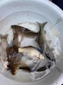 逗釣泡沫釣魚(yú)魚(yú)餌料傳統釣野釣黑坑鯽鯉草鳊浮力顆粒底釣假餌魚(yú)餌 逗釣泡沫【腥香1瓶】 曬單實(shí)拍圖