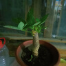 ?【包活】發(fā)財(cái)樹盆栽鮮花綠植物辦公室內(nèi)吸甲醛綠蘿文竹水培易養(yǎng) 【粗2-3cm】單桿發(fā)財(cái)樹【原盆】 曬單實(shí)拍圖