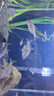 YEE魚缸過濾器壁掛式瀑布三合一小型水泵循環(huán)系統(tǒng)低音凈水設(shè)備4w 曬單實拍圖