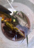 kankeirr大型大號蝦籠捕魚(yú)網(wǎng)龍蝦網(wǎng)籠捕蝦網(wǎng)螃蟹黃鱔泥鰍抓魚(yú)網(wǎng)漁具 大號魚(yú)籠3個(gè)送餌料+餌球+地插+繩子 曬單實(shí)拍圖