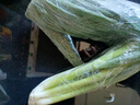 良知農(nóng)哥【順豐】東北新鮮小蔥 蘸醬蔬菜飯包小菜 2斤 送醬 曬單實(shí)拍圖