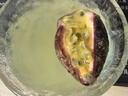 紫皮百香果酸口恒沫可做百香果檸檬蝦新鮮水果臺(tái)農(nóng)青皮紫皮隨機(jī)發(fā) 百香果臺(tái)農(nóng)品種帶箱250g 曬單實(shí)拍圖