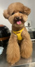 petlimit小狗狗牽引繩背心式遛狗繩鏈子小型犬泰迪胸背帶寵物用品 黃色XS 曬單實拍圖