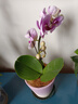 蝴蝶蘭花苗帶花苞客廳辦公室室內(nèi)桌面裝飾花卉植物四季好養(yǎng)盆栽 寶貝蝴蝶蘭配漸變紫陶瓷盤(pán) 曬單實(shí)拍圖