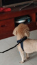 多尼斯（DOGNESS）遛狗繩狗狗牽引繩胸背帶套裝幼小型犬泰迪柯基法斗博美比熊 深藍(lán) 曬單實(shí)拍圖