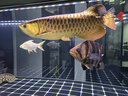 馬印神燈古典金龍魚專用燈魚缸燈潛水燈雷龍燈藍(lán)白金增艷燈全光譜 112CM（金光32W/藍(lán)光35W）雙模式切換 曬單實拍圖