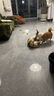 伯納天純生鮮小型犬中大型犬糧深海御鮮三文魚泰迪比熊幼犬成犬糧2kg/4斤 曬單實(shí)拍圖