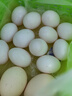 硒全食美 富硒新鮮鴿子蛋  12枚  220g  鴿蛋 曬單實(shí)拍圖