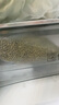 燕之坊東北綠豆2斤 可發(fā)豆芽打豆?jié){綠豆糕綠豆湯夏日清涼降暑企業(yè)福利 曬單實(shí)拍圖